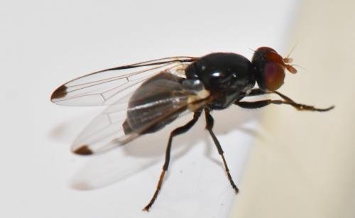 Seioptera vibrans